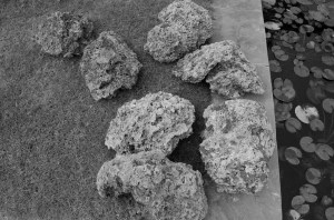 72dpi grey scale 2_DSC5109