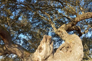 3 1200 tree deer_DSC6409 copy 2