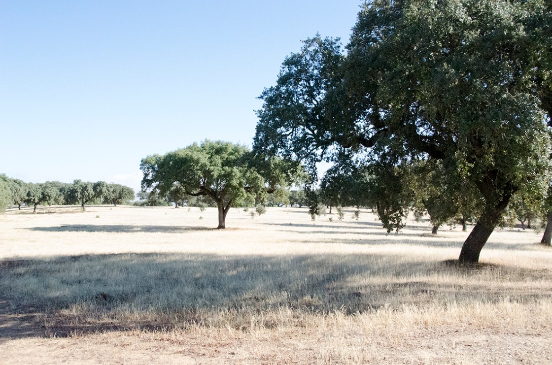 72 1200 Portugal landscape-6757