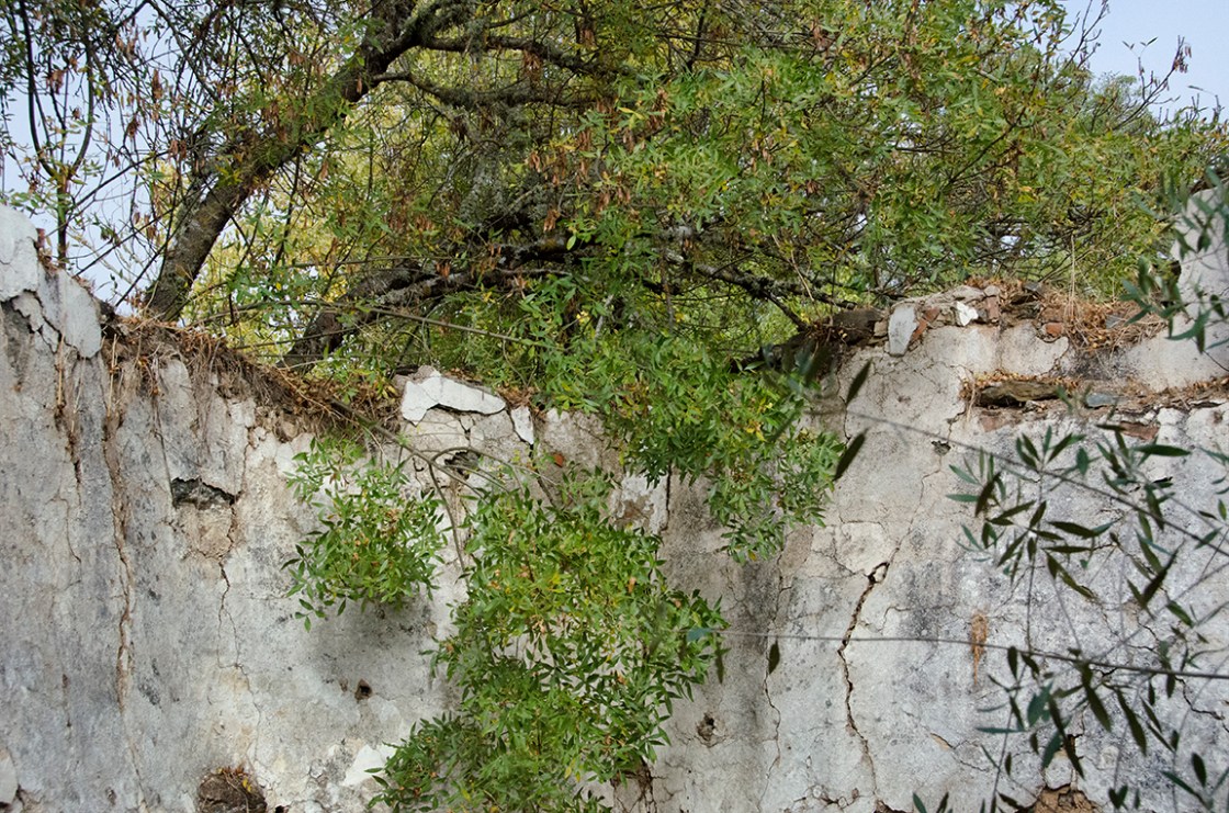 5-alento-_dsc7320-working-copy