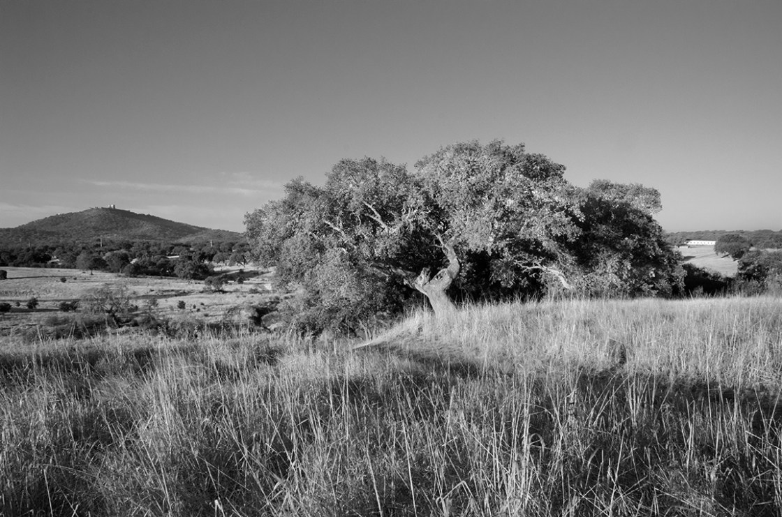 72 _DSC6402-working copy copy