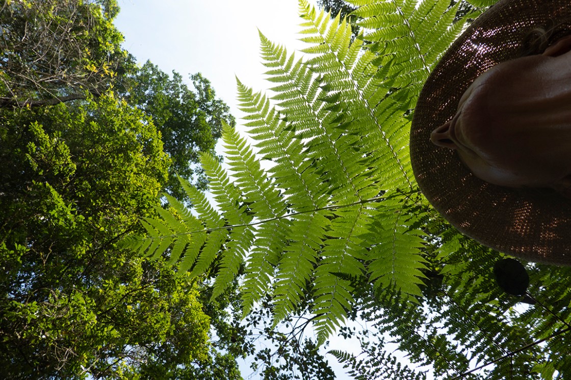 72 neck fern DSC00370 copy