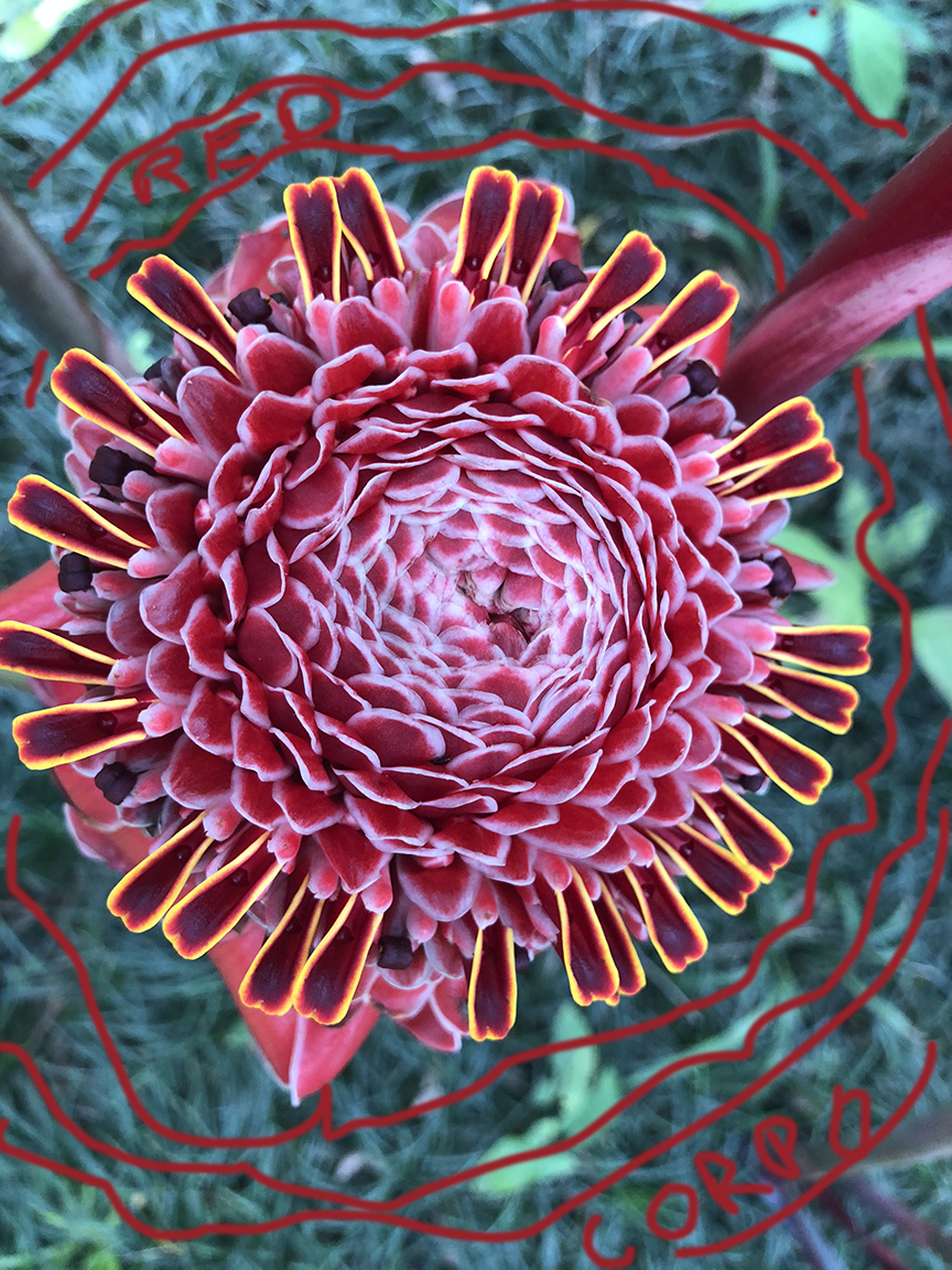 72 red corpo IMG_8720