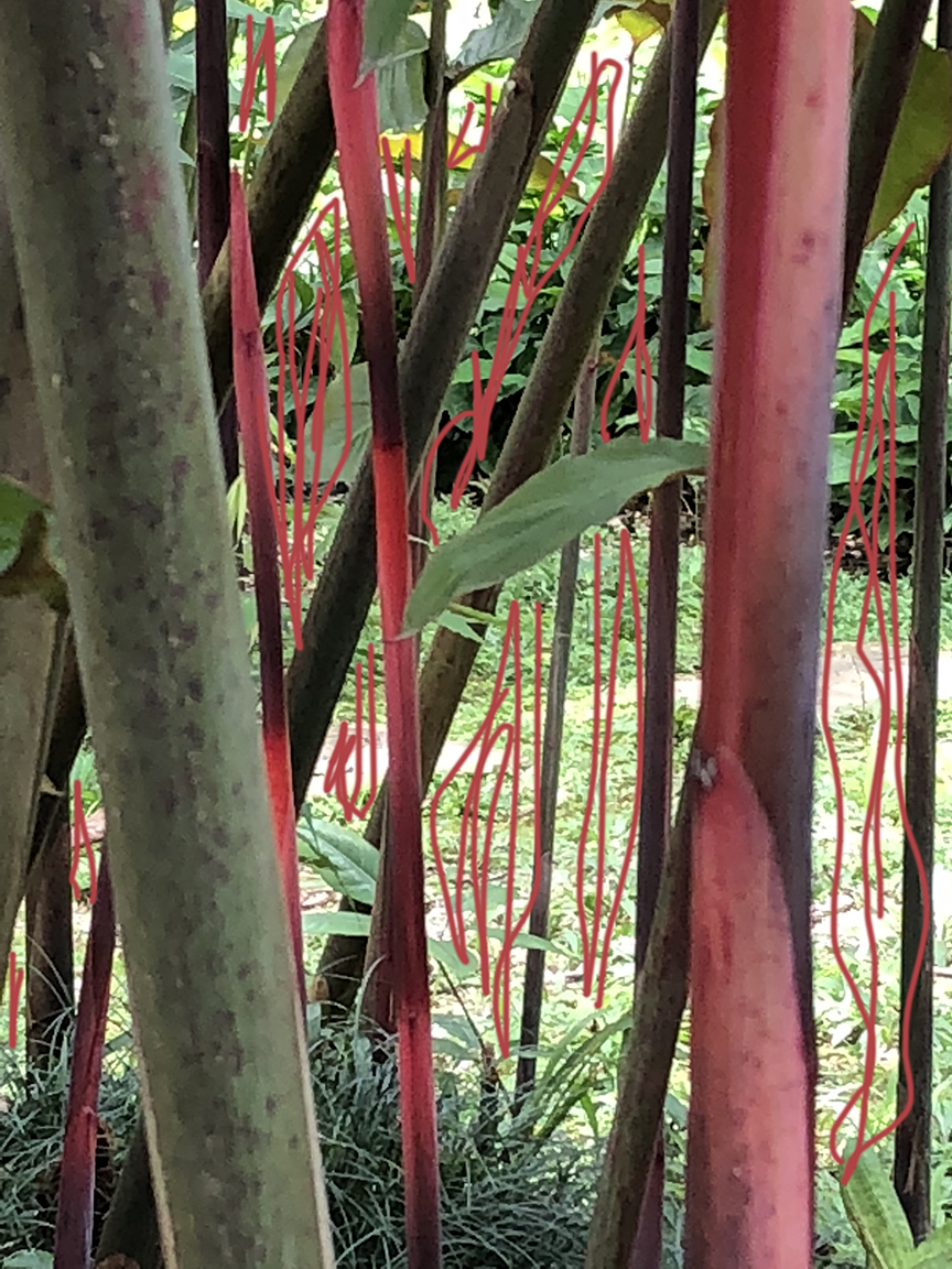 72 red garden IMG_8711